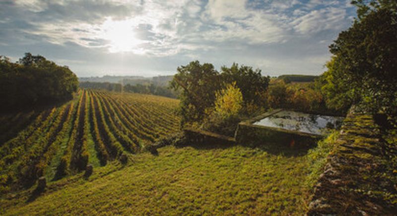 Visite d'un domaine viticole et dégustation d'armagnacs à Lectoure