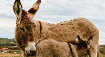 Visite au sein d'une ferme cosmétique paysanne près de Lyon