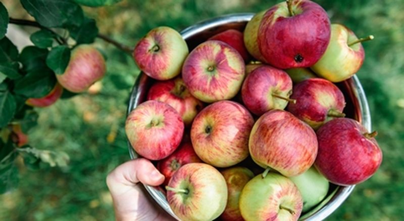 Visite dégustation dans une cidrerie près de Quimper