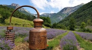 Atelier de distillation au sein d'une distillerie de lavande - Massif du Vercors