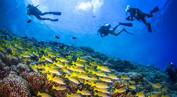 Baptême de plongée à Ajaccio