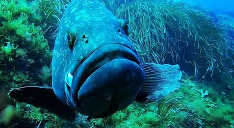 Plongée à La Londe-les-Maures dans la rade d'Hyères.