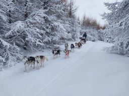 Chien de traîneau dans le fjord d’Eyjafjörður au départ d’Akureyri