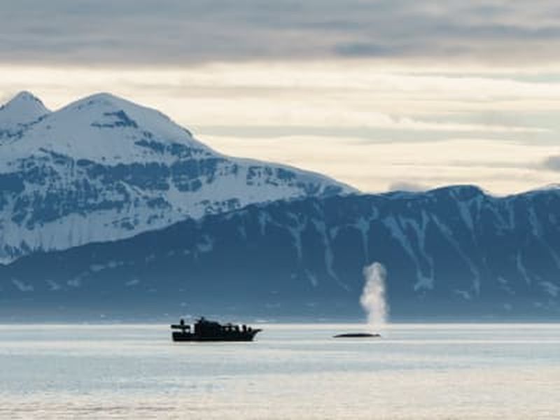 Excursion en bateau dans la nature et la faune au Svalbard