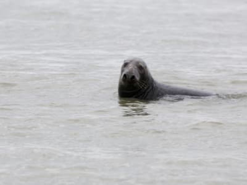 Randonnée guidée et observation des phoques en Baie de Somme
