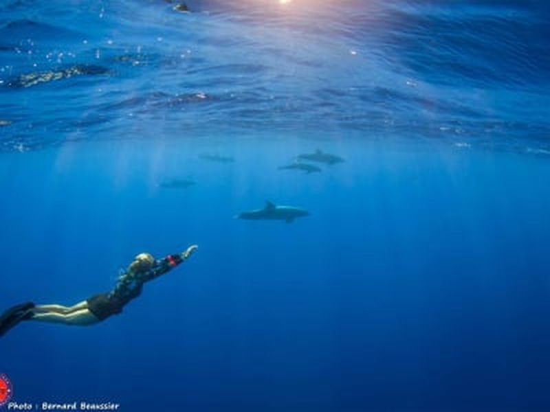 Excursion guidée de snorkeling avec les dauphins à Rangiroa