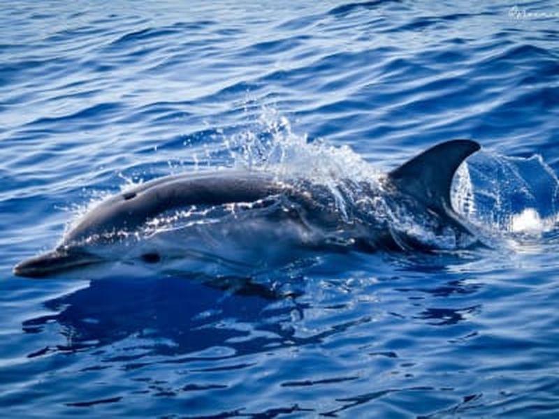 Observation des cétacés dans le sanctuaire Pélagos depuis Monaco