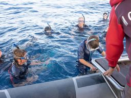 Snorkeling et nage avec les dauphins et baleines à Saint-Gilles-les-Bains, La Réunion