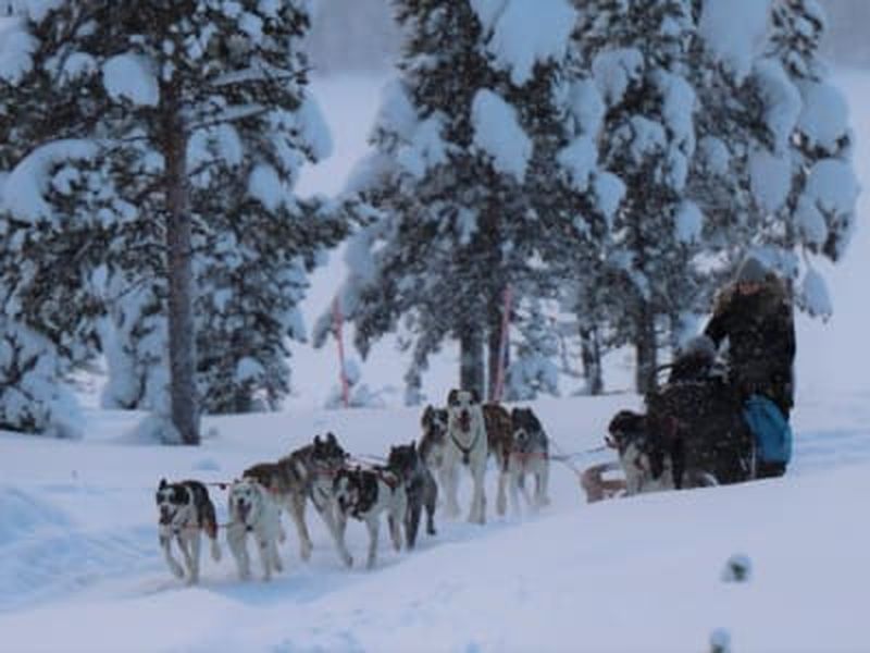 Randonnée en chiens de traîneau près de Kiruna