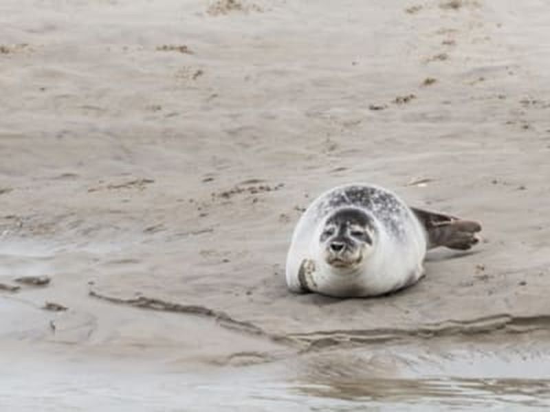 Randonnée guidée avec observation des phoques dans la Baie de Somme