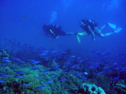 Baptême de plongée au Marin, Martinique