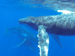 Observation des baleines à Bora Bora sans mise à l'eau