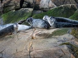 Croisière d'observation des phoques sur le Saint-Laurent depuis Tadoussac et Baie-Sainte-Catherine