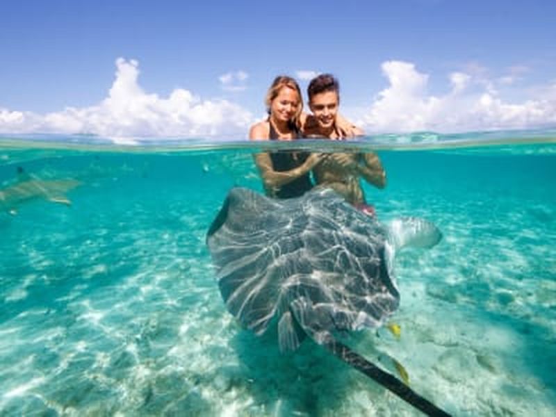 Eco-safari raies, requins et snorkeling dans le jardin de corail à Bora Bora