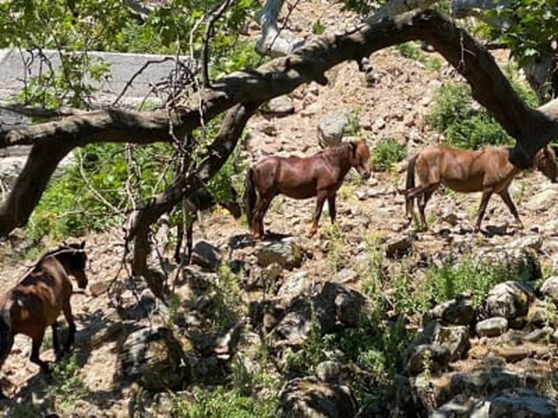 Safari en 4x4 sur le mont Lepetymnos à Lesbos avec nourrissage des chevaux sauvages