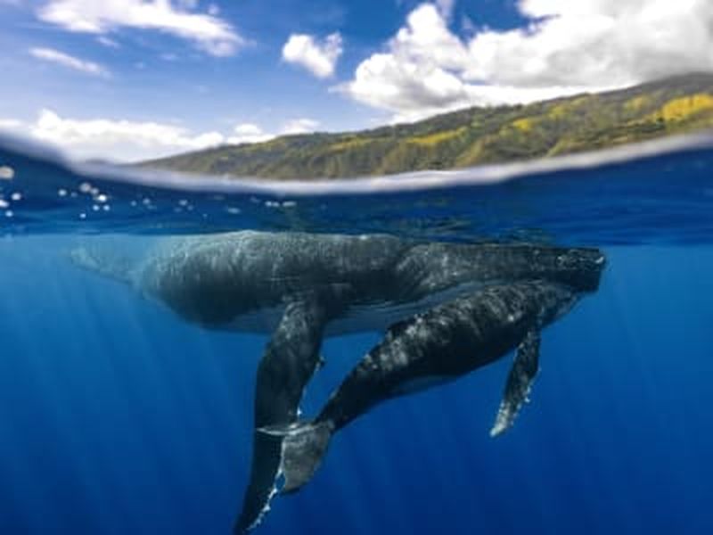 Observation des baleines à bosse à Tahiti depuis Puna'auia