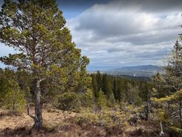 Randonnée guidée dans la Bymarka avec trajet en tramway depuis Trondheim