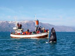 Observation traditionnelle des baleines depuis Húsavík dans la baie de Skjálfandi