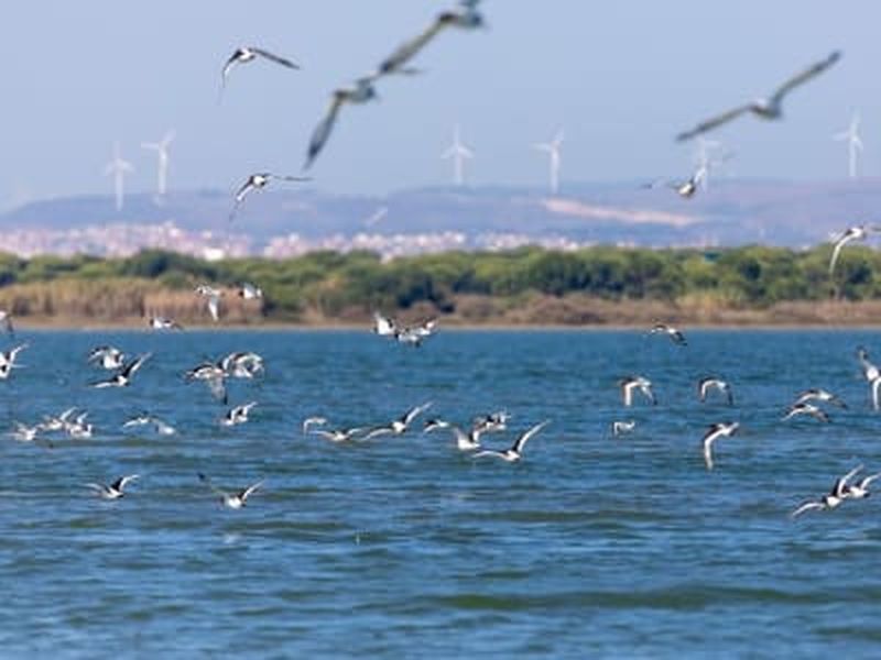 Excursion en bateau pour observer les oiseaux dans l'estuaire du Tage, au départ de Lisbonne
