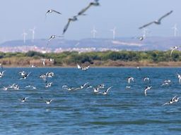 Excursion en bateau pour observer les oiseaux dans l'estuaire du Tage, au départ de Lisbonne