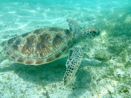 Excursion de snorkeling au Coin de Mire, à l'Île Plate et à l'Îlot Gabriel depuis Cap Malheureux, Île Maurice