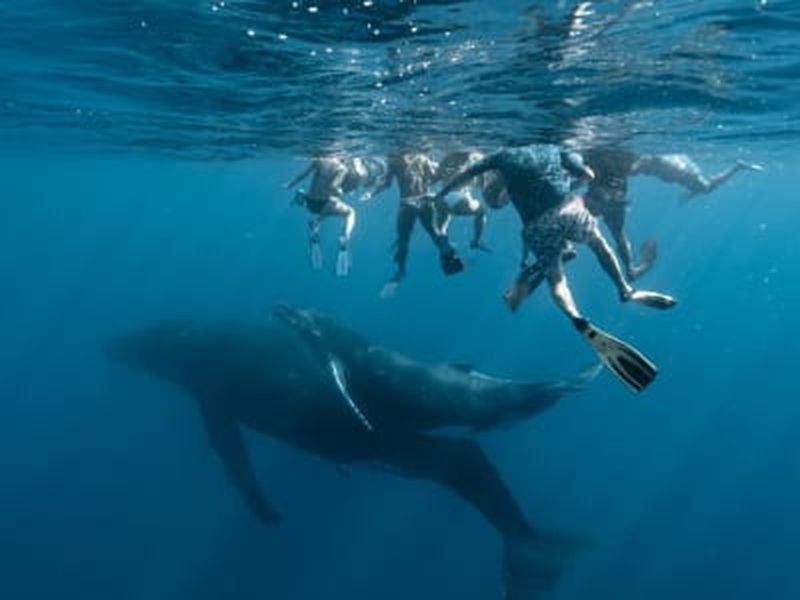 Excursion pour nager avec les baleines à Moorea