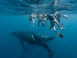 Excursion pour nager avec les baleines à Moorea