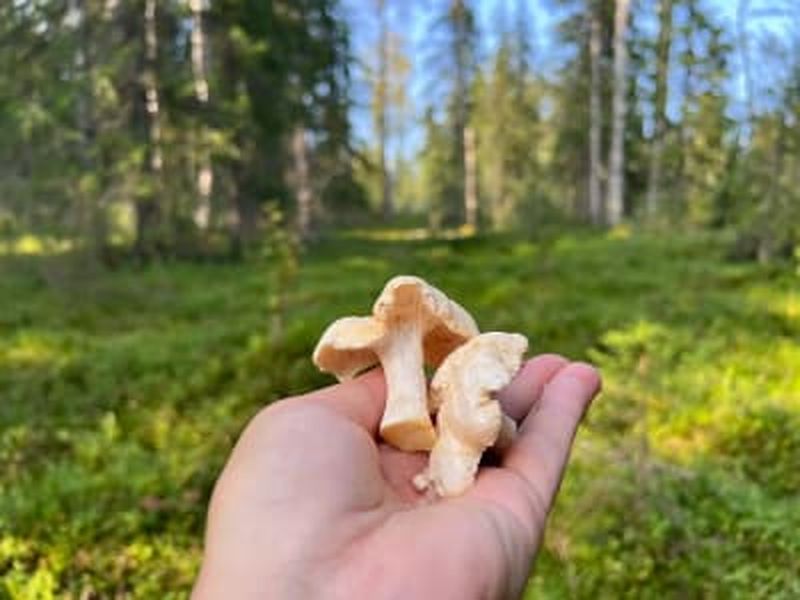 Excursion privée de cueillette dans la nature et découverte de la gastronomie sami depuis Levi