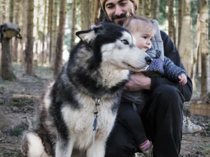 Découverte des chiens de traîneau à Avajan, près de Loudenvielle dans les Pyrénées