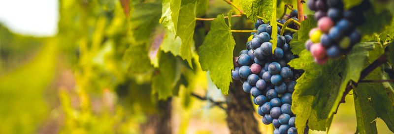 Excursion dans une cave du Priorat