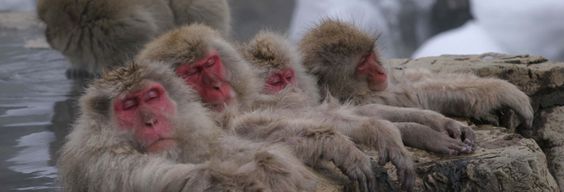 Excursion au parc des singes de Jigokudani