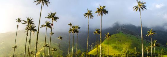 Excursion à Filandia, Salento et dans la vallée de Cocora