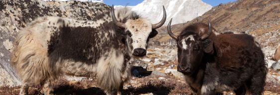 Circuit de 8 jours au Tibet depuis Lhassa