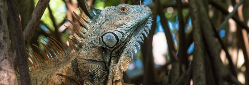 Excursion à Ventanilla, Mazunte et Zipolite