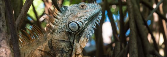 Excursion à Ventanilla, Mazunte et Zipolite