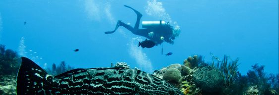 Plongée sous-marine à Bocas del Toro