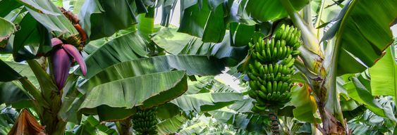 Visite gastronomique dans la Grande Canarie