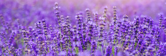 Visite de la Maison de la Lavande