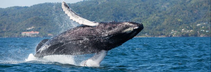 Observation de baleines + Cayo Levantado
