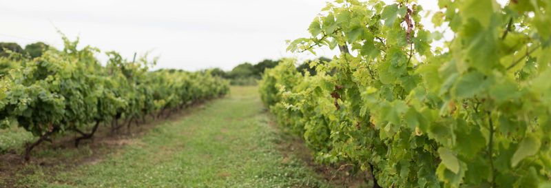 Visite privée des vignobles de Carmelo
