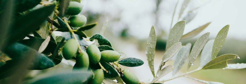 Excursion à la découverte des vignes et des oliviers du Languedoc