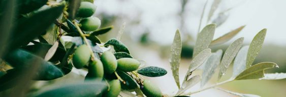 Excursion à la découverte des vignes et des oliviers du Languedoc