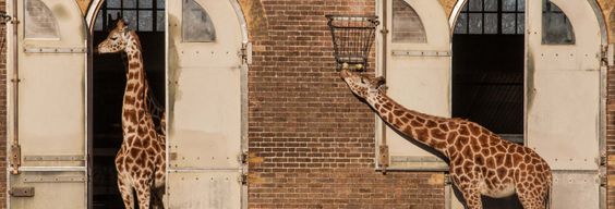 Billet pour le ZSL London Zoo