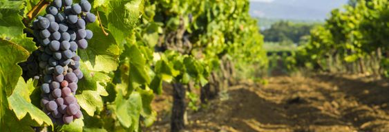 Excursion aux Terrasses du Larzac