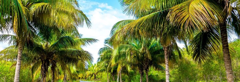 Transfert à Cayo Jutías