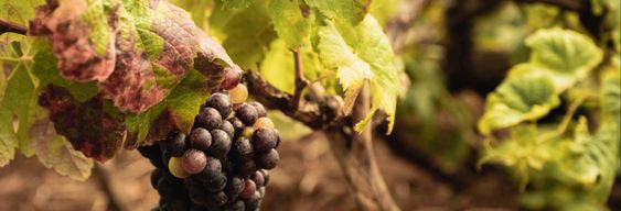 Free tour à la découverte du vin à El Sauzal