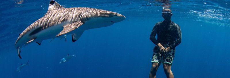Snorkeling avec des requins + Exploration d'une épave