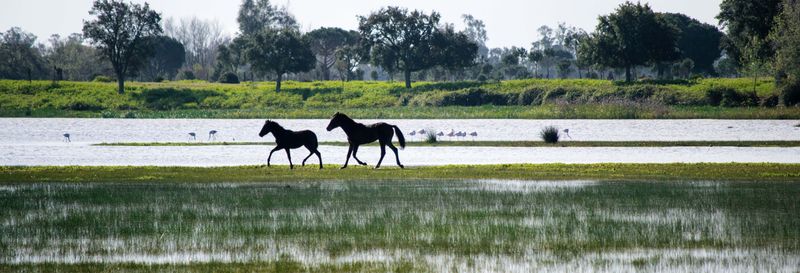 Visite guidée du Parc National de Doñana