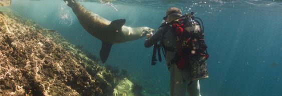 Croisière de 8 jours dans le nord des îles Galápagos avec plongée sous-marine