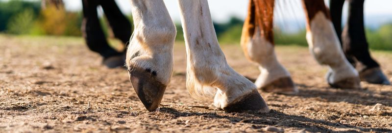 Balade à cheval dans la Sierra de Grazalema